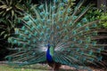 Peacock fans its tail to attract female