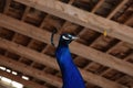 Peacock in a farm in mountains of southtyrol italy. rural life Royalty Free Stock Photo