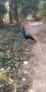 Peacock in a farm nursery. Royalty Free Stock Photo