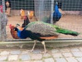 Peacock on farm Royalty Free Stock Photo