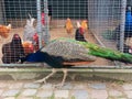 Peacock on farm Royalty Free Stock Photo