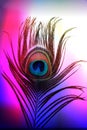 Peacock father with abstract colorful shaded Background. Vector Illustration