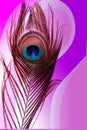 Peacock father with abstract colorful shaded Background. Vector Illustration