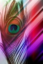 Peacock father with abstract multicolored shaded Background. Vector Illustration