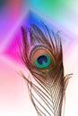 Peacock father with abstract multicolored shaded Background. Vector Illustration. Royalty Free Stock Photo