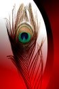 Peacock father with abstract vector red,black and white shaded Background. Vector Illustration Royalty Free Stock Photo