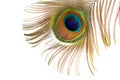 Peacock fearher isolated on white background, macro Royalty Free Stock Photo