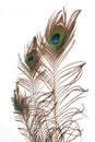 Peacock feathe