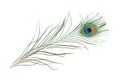 Peacock feather Royalty Free Stock Photo
