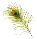 Peacock Feather