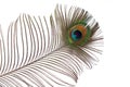 Peacock Feather Royalty Free Stock Photo