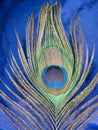 Peacock feather