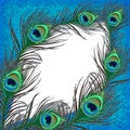 Peacock feather banner Royalty Free Stock Photo