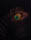 Peacock feather on black background.Isolated on black. Royalty Free Stock Photo
