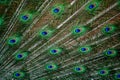 Peacock feather close up. Male Indian peafowl. Metallic blue and green plumage. Quill feathers. Natural pattern with eyespots Royalty Free Stock Photo