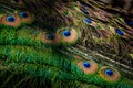 Peacock feather close up. Male Indian peafowl. Metallic blue and green plumage. Quill feathers. Natural pattern with eyespots Royalty Free Stock Photo