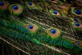 Peacock feather close up. Male Indian peafowl. Metallic blue and green plumage. Quill feathers. Natural pattern with eyespots Royalty Free Stock Photo