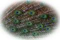 Peacock feather close up. Male Indian peafowl. Metallic blue and green plumage. Quill feathers. Natural pattern with eyespots Royalty Free Stock Photo