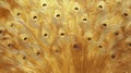 Golden Peacock Feather Pattern Background Texture Royalty Free Stock Photo