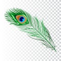 Peacock feather collection Royalty Free Stock Photo