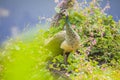 Peacock standing on the rooftop looking around the natures beauty like cloud,plant,small creeps and pink flowers