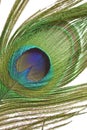 Peacock feather detail Royalty Free Stock Photo