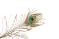 Peacock feather detail