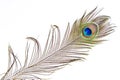 Peacock feather detail