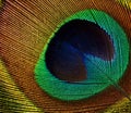 Peacock feather (detail of eyespot)