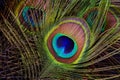 Peacock feather (detail of eyespot) Royalty Free Stock Photo