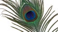 Peacock feather eye Royalty Free Stock Photo