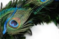 Peacock feather eye Royalty Free Stock Photo