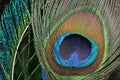 Peacock feather eye Royalty Free Stock Photo