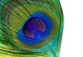 Peacock feather eye abstract closeup on isolated white background.. Royalty Free Stock Photo