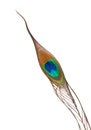 Peacock feather eye on white background. Royalty Free Stock Photo