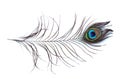 Peacock feather eye isolated on white background Royalty Free Stock Photo