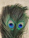 Peacock feather eyes
