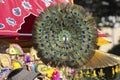 Peacock Feather Fan