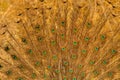 Peacock feather in golden light, wallpaper 