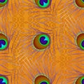 Peacock feather. Grunge texture. Seamless pattern. Pattern, orange background Royalty Free Stock Photo