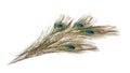 Peacock Feather Isolated On A White Background