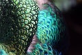 Peacock feather patterns