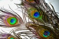 peacock feather,peacocks tail ,birds tail  ,peacocks feathers on isolated white,wallpaper Royalty Free Stock Photo