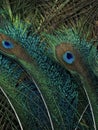 Beautiful peacock feathe closeup. Peafowl feather. Bird feather.