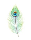 Peacock feather, realistic vector illustration. Decor element for design Royalty Free Stock Photo