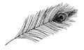 Peacock Feather Vector. Black line art drawing of peafowl bird quill. Outline illustration of plume. Hand drawn vintage