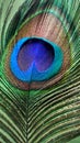Peacock feather Royalty Free Stock Photo