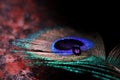 Abstract photography of eye of peacock feather with a water drop