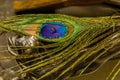 Peacock feather and waterdrops