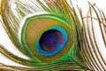 Peacock feather, on white background isolated